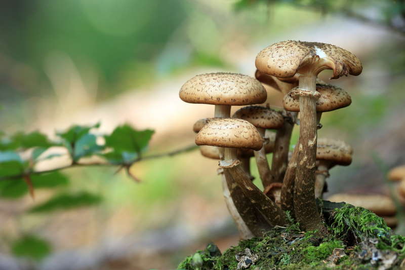 mushrooms image