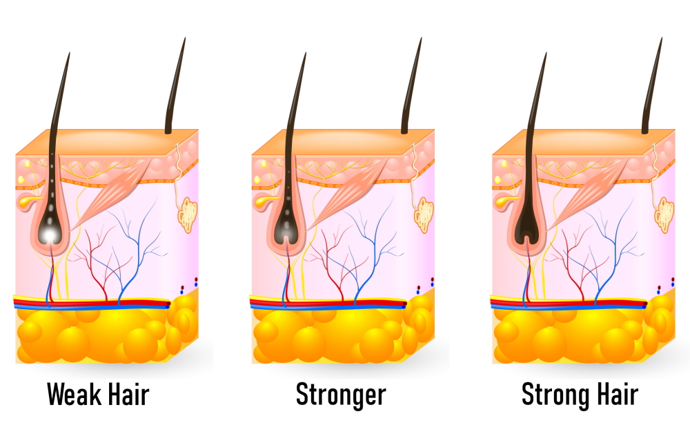 strong hair growth chart Hair Massage & Hair Growth Comb